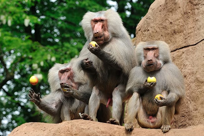 Mantelpavian im Kölner Zoo
